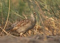 Grey francolin behind the grasses at Khamis, Bahrain