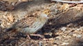 Grey francolin, bird of Hawaii islands