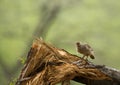 Grey francolin and the tree trunk at Ranthambore National park Royalty Free Stock Photo