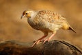 Grey francolin, Francolinus pondicerianus, Ranthambore, India, Asia. Bird sitting on the tree trunk. Wildlife scene from nature. Royalty Free Stock Photo