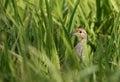 Grey francolin in green grass Royalty Free Stock Photo