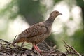 Grey francolin