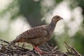 Grey francolin