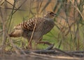 Grey francolin at Khamis, Bahrain