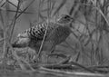 Grey francolin at Khamis, Bahrain