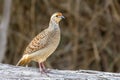 A grey francolin (Ortygornis pondicerianus) in the desert Royalty Free Stock Photo