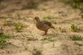 Grey francolin or grey partridge or Francolinus pondicerianus closeup or portrait in forest or national park of india asia Royalty Free Stock Photo