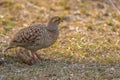 A Grey Francolin resting Royalty Free Stock Photo