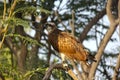 Grey Francolin sitting on the branches of tree. Royalty Free Stock Photo