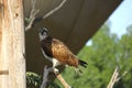 Grey Francolin sitting on the branches of tree. Royalty Free Stock Photo