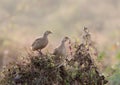 Grey francolin