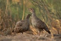 Grey francolins at Khamis, Bahrain