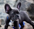 Grey French Bull Puppy