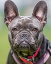 Grey French Bulldog face portrait in a pink collar. very close