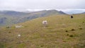 Grey Friar widescreen, Lake District