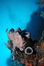 Grey Frog fish on a sponge