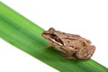 Grey frog sitting on a green leaf Royalty Free Stock Photo