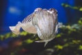 Grey fugu fish - front view Royalty Free Stock Photo