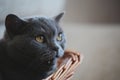 Grey Cat Basket Portrait interior natural light Royalty Free Stock Photo