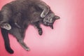 Grey funny cat posing Royalty Free Stock Photo