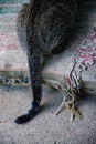 Closeup of long grey tail of tabby cat with rustic background Royalty Free Stock Photo