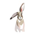 Grey furry cute rabbit looks straight. Isolated on a white background. Easter bunny. Royalty Free Stock Photo