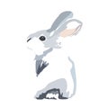 Grey furry cute rabbit looks straight. Isolated on a white background. Easter bunny. Royalty Free Stock Photo