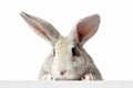 a grey furry rabbit looks at the sign. Isolated on a white background. Easter bunny . The hare looks at the sign Royalty Free Stock Photo