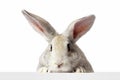 A grey furry rabbit looks at the sign. Isolated on a white background. Easter bunny . The hare looks at the sign Royalty Free Stock Photo