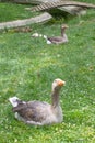 Grey gander and goose from French Marais Poitevin in grass