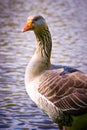 Grey Geese Royalty Free Stock Photo