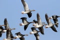 Grey Geese (Anser anser) in flight. Royalty Free Stock Photo
