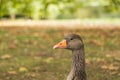 Grey Geese Closeup with Orange Bill