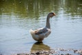 Grey geese on the river