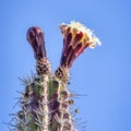 Grey Ghost Cactus flowering in springtime Royalty Free Stock Photo