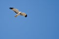 Grey Ghost Flying in a Blue Sky