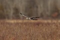 Grey Ghost Male Northern Harrier