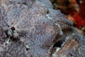 Grey giant frogfish