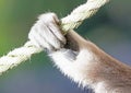 Grey Gibbon, hand holding a rope Royalty Free Stock Photo