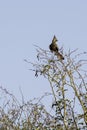 Grey Go-Away Bird - Birds of The Great Lumpopo Transfrontier Park