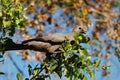 Grey-Go-Away Bird (Corythaixoides concolor)