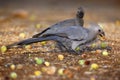 The grey go-away-bird Corythaixoides concolor, also as grey lourie, grey loerie feeding on fruit marula. A pair of gray birds