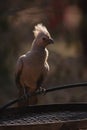 The grey go-away-bird Corythaixoides concolor, also known as grey lourie or grey loerie sitting on the grill in the middle of Royalty Free Stock Photo