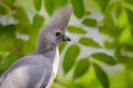 Grey go-away-bird, Corythaixoides concolor, grey lourie detail portrait in the green vegetation. Turaco in the nature habitat,