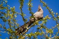 Grey Go-away Bird in Flowers