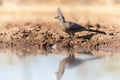 Grey Go-away-bird in Mashatu Game Reserve Royalty Free Stock Photo