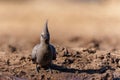 Grey Go-away-bird in Mashatu Game Reserve Royalty Free Stock Photo