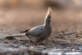 Grey Go-away-bird in Mashatu Game Reserve Royalty Free Stock Photo