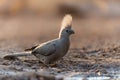 Grey Go-away-bird in Mashatu Game Reserve Royalty Free Stock Photo