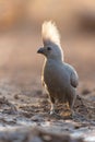 Grey Go-away-bird in Mashatu Game Reserve Royalty Free Stock Photo